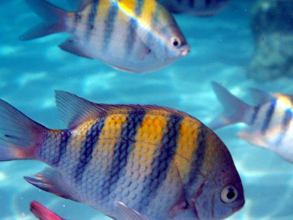 Comment planifier une croisière au large des îles Galápagos pour observer la faune marine?